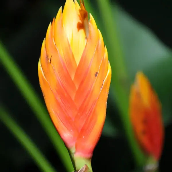 Heliconia Episcopalis