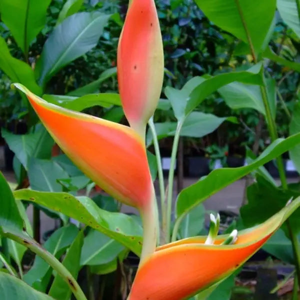Heliconia Orthotricha Cv. Coconut Ice