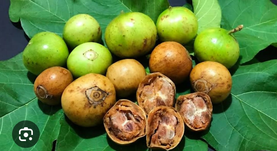 Spanish Tamarind Plum – Live Grafted - Keyfarm Wayanad