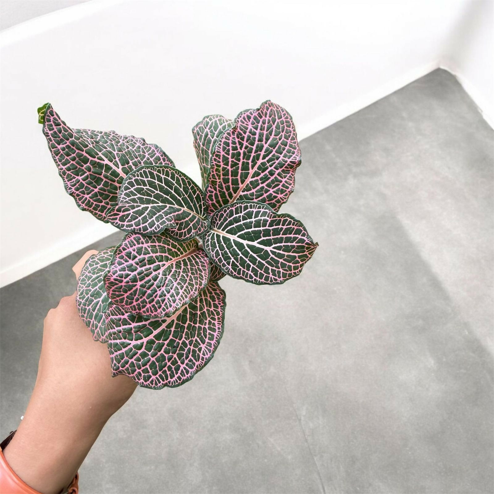 Fittonia-Jiffy sized