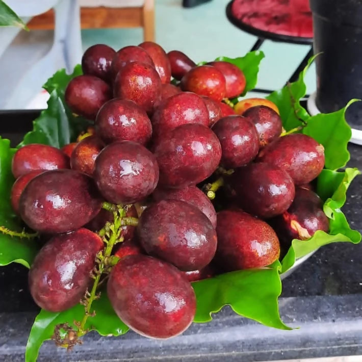 Purple Matoa Fruit Plants (Pometia Pinnata)