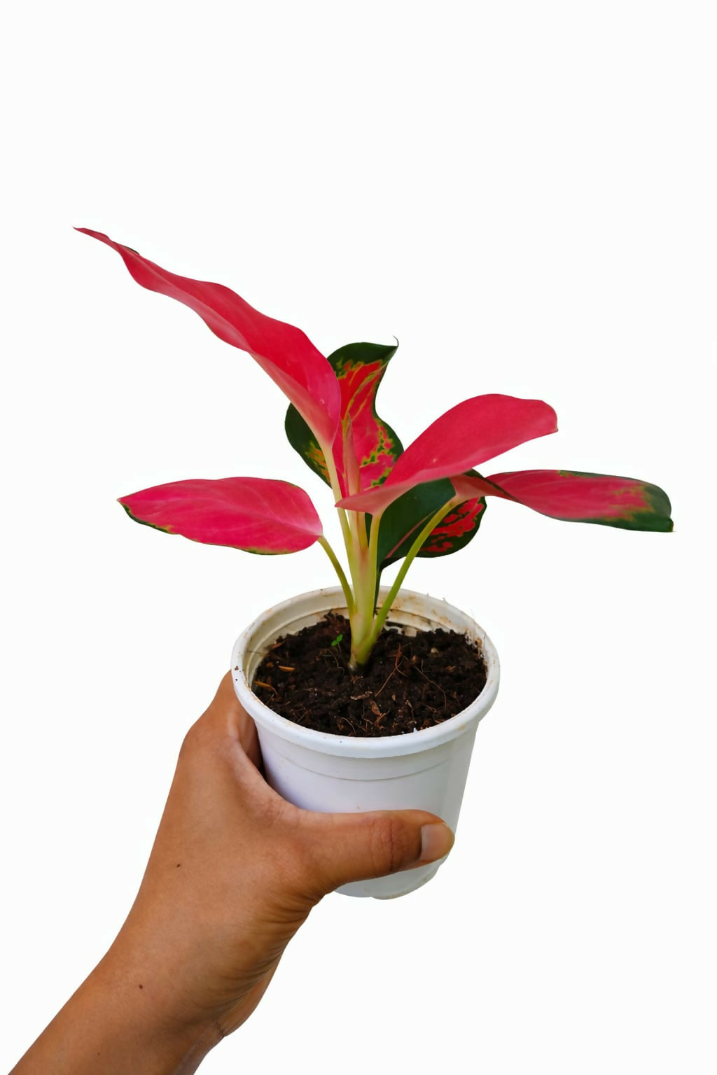 Aglaonema China Red
