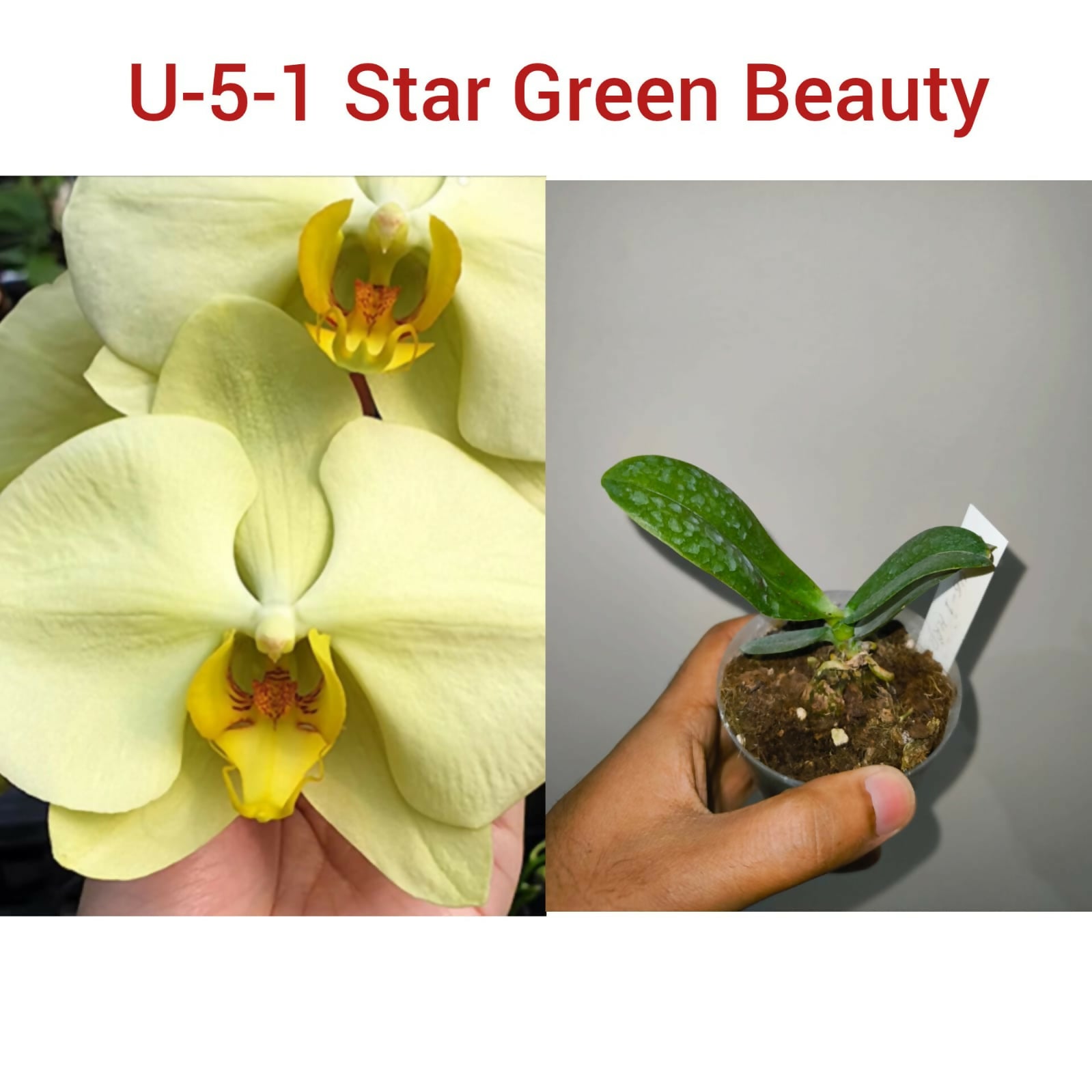 Phalenopsis-U-5-1-Star Green Beauty