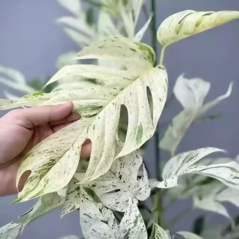 Epipremnum Pinnatum Marble Variegated philodendron
