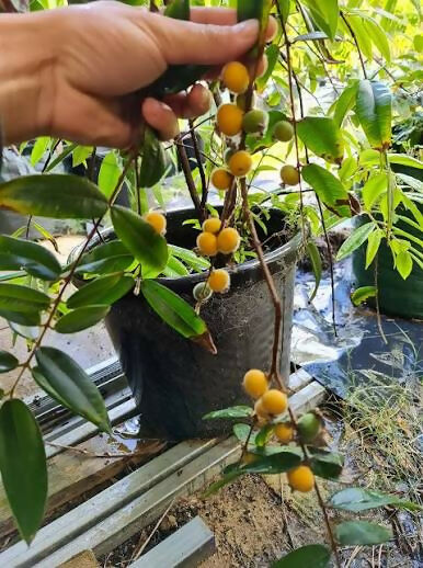 Yellow Jaboticaba – Live Grafted - Keyfarm Wayanad