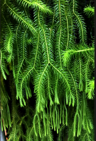 Huperzia squarrosa - Rare Fern- The Lush Flora