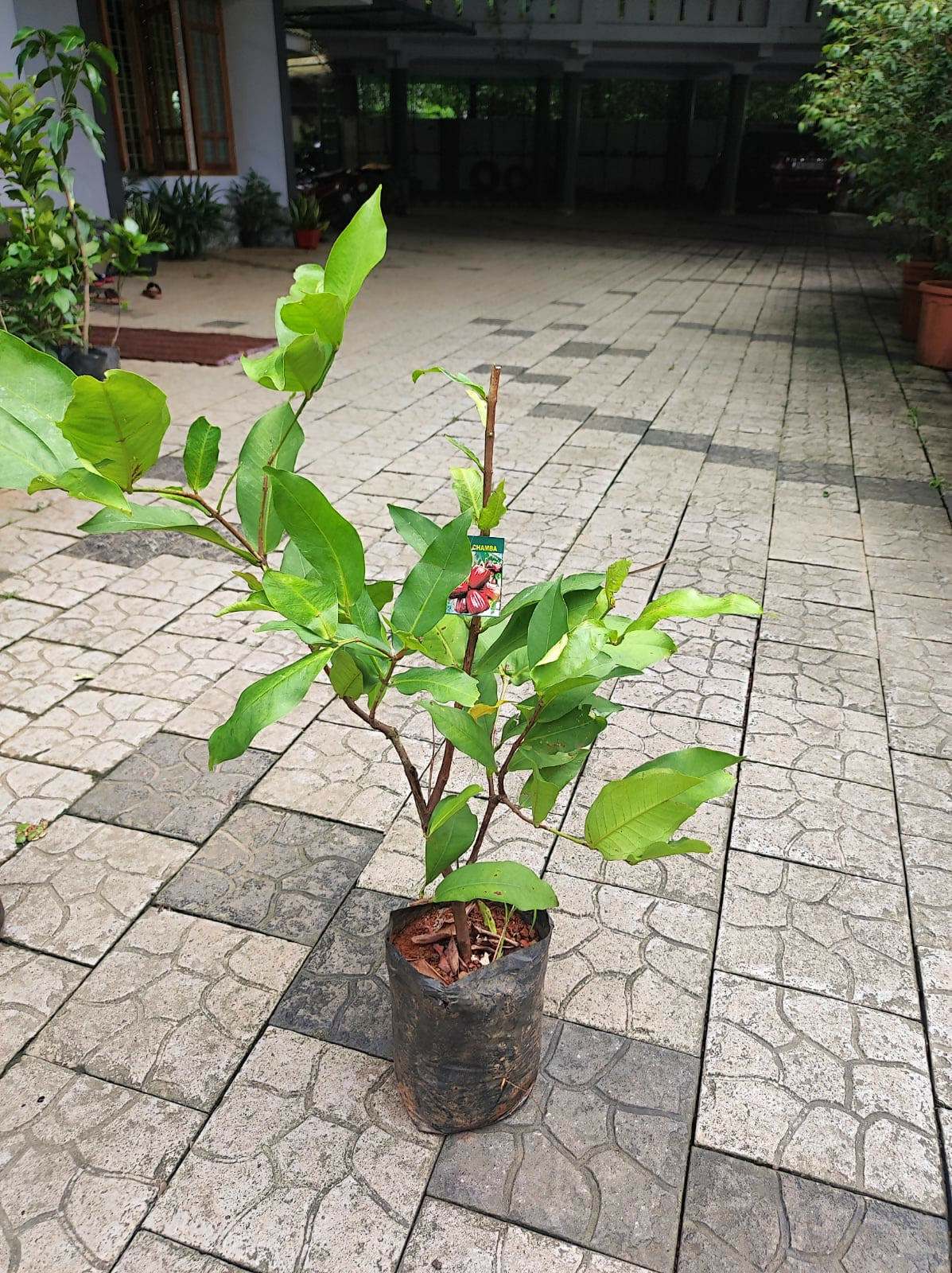 Dalhari Chamba Live plant (Syzygium Samarangense)