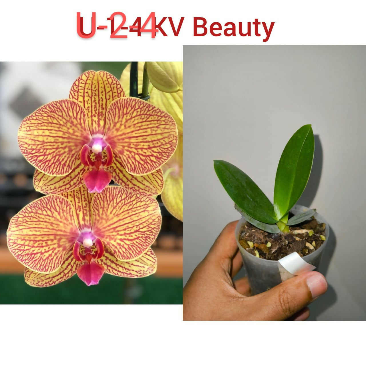 Phalenopsis-U-2-4 KV Beauty