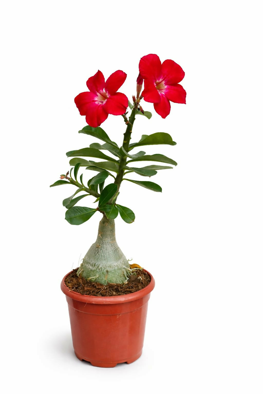 Adenium Red Grafted
