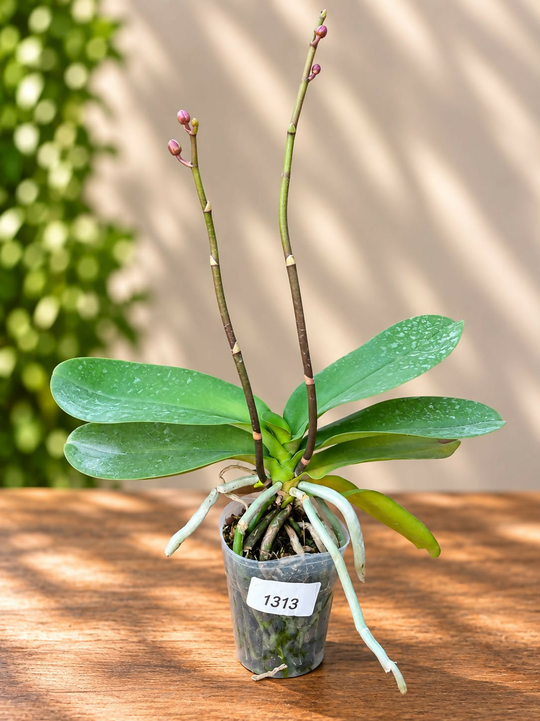 Phalaenopsis-1313