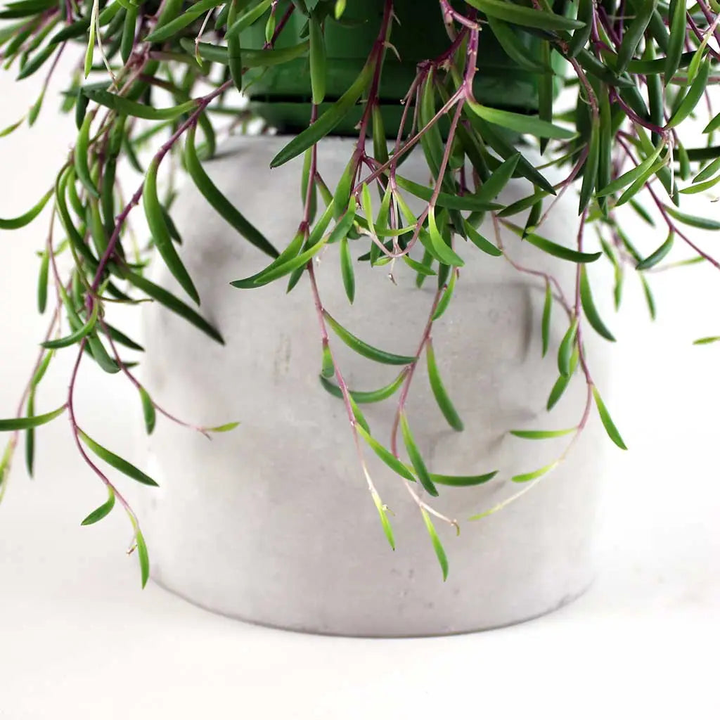 String of Bananas 'Purple Flush'