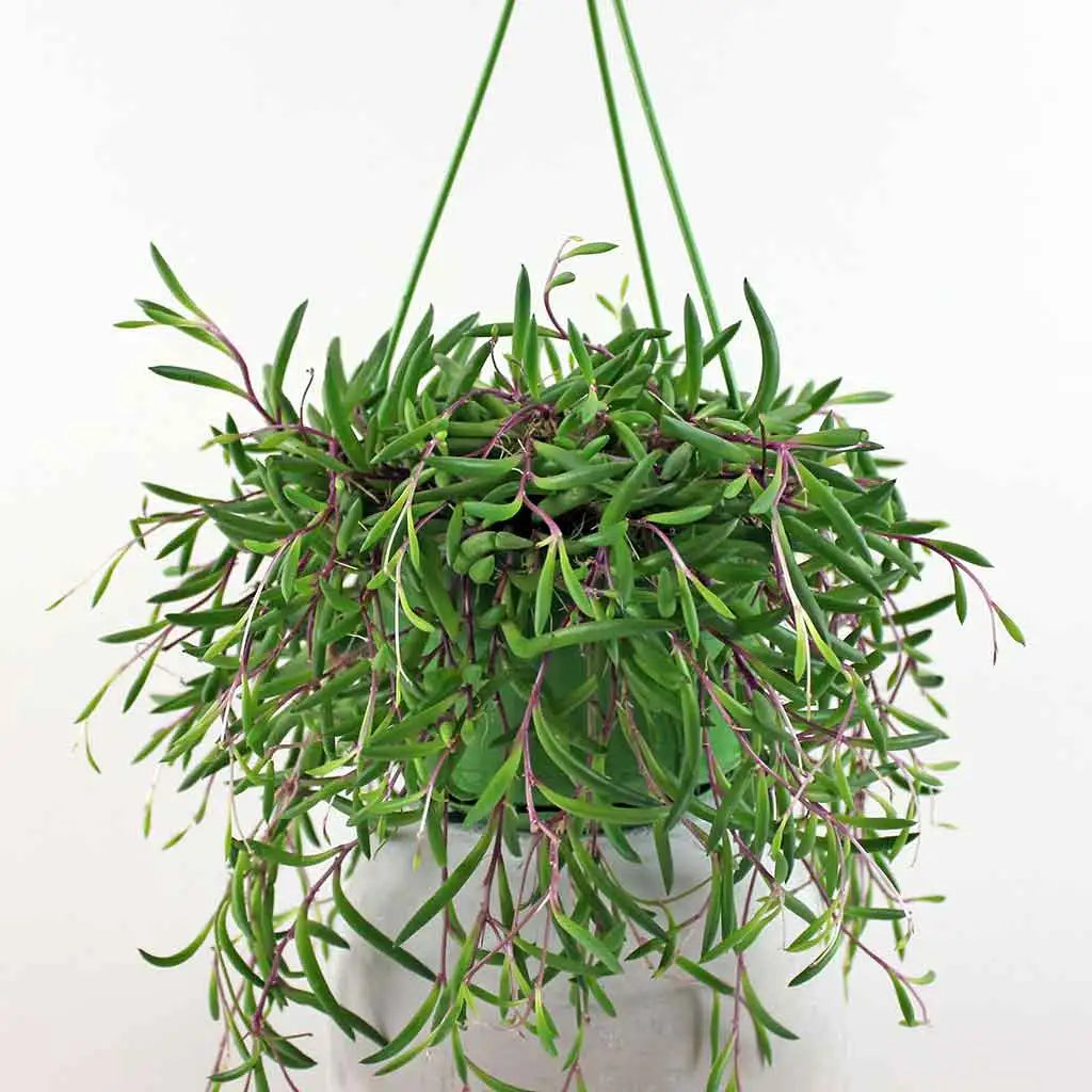 String of Bananas 'Purple Flush'