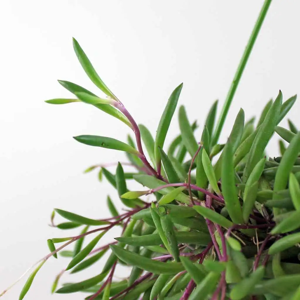 String of Bananas 'Purple Flush'