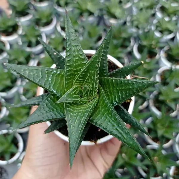 Haworthia limifolia