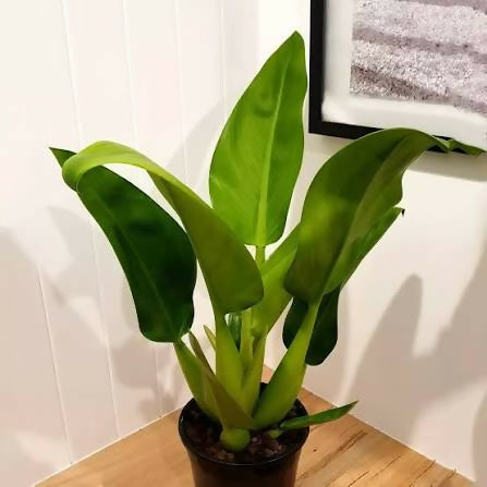Philodendron Martianum Fat Boy – TC Plant - Ethereal DNA
