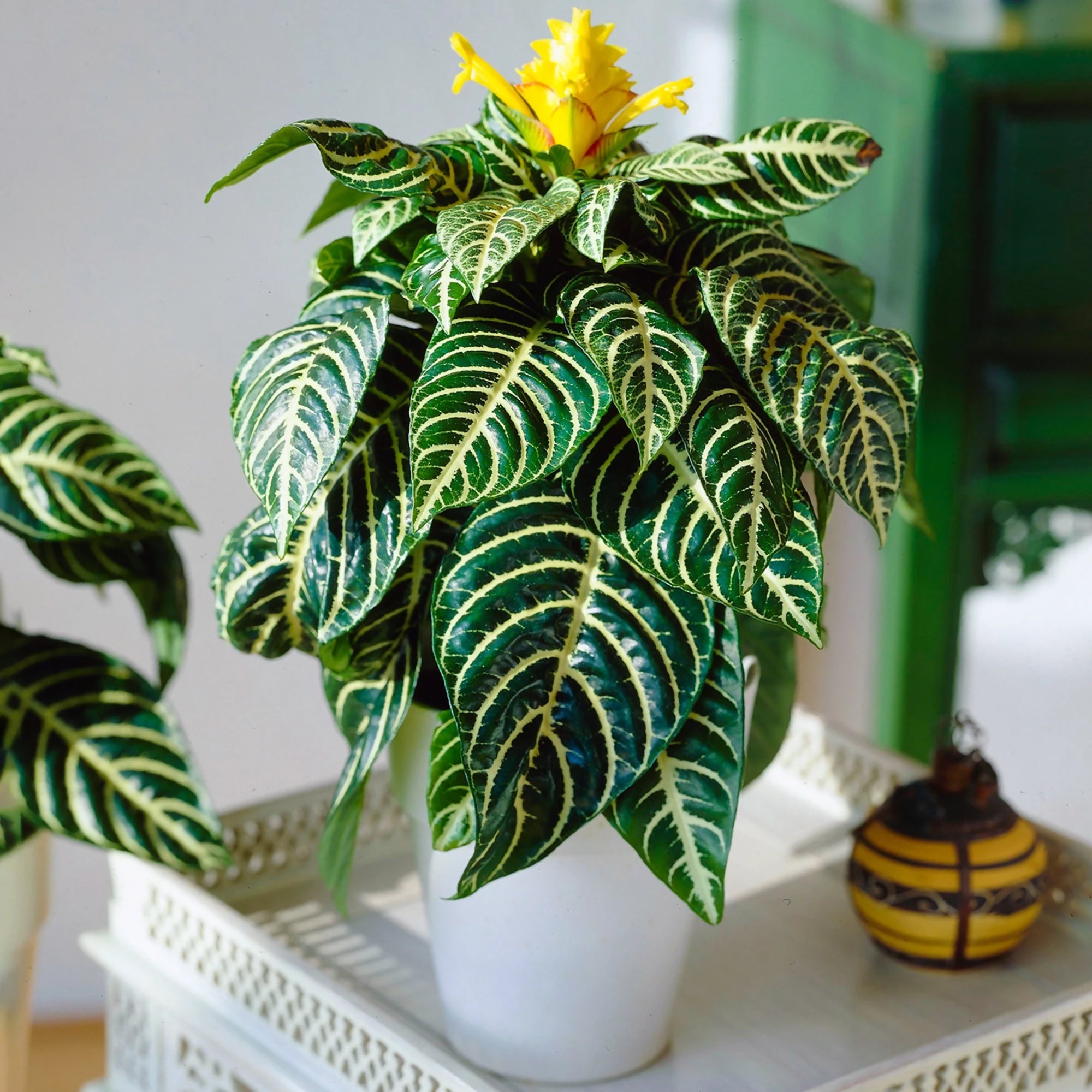 Zebra plant - Aphelandra squarrosa