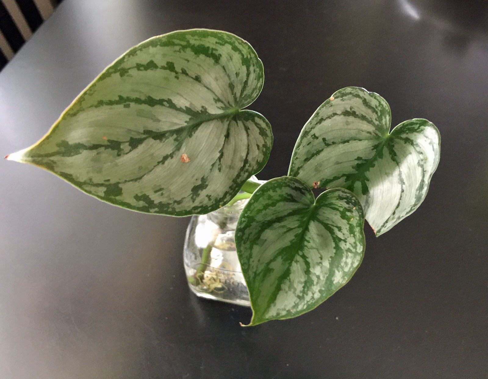 Philodendron Brandtianum
