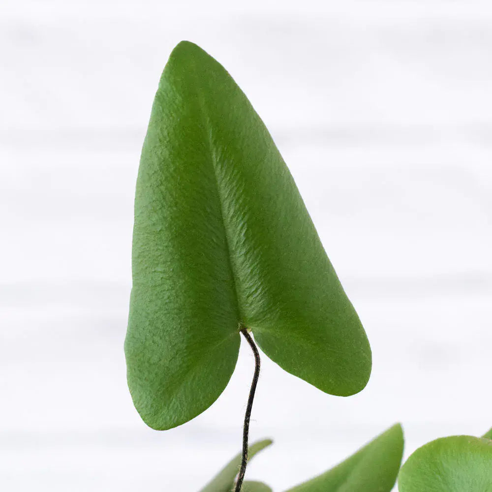 Heart Fern | Hemionitis Arifolia - Rare