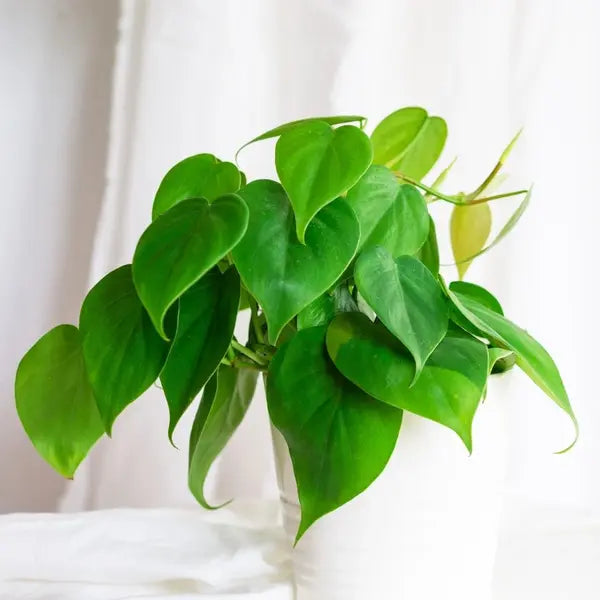 Heartleaf Philodendron