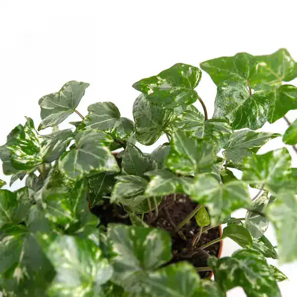 Kolibri Hedera Helix - English Ivy