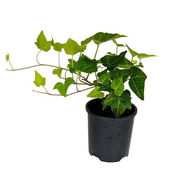 English ivy - Hedera Helix