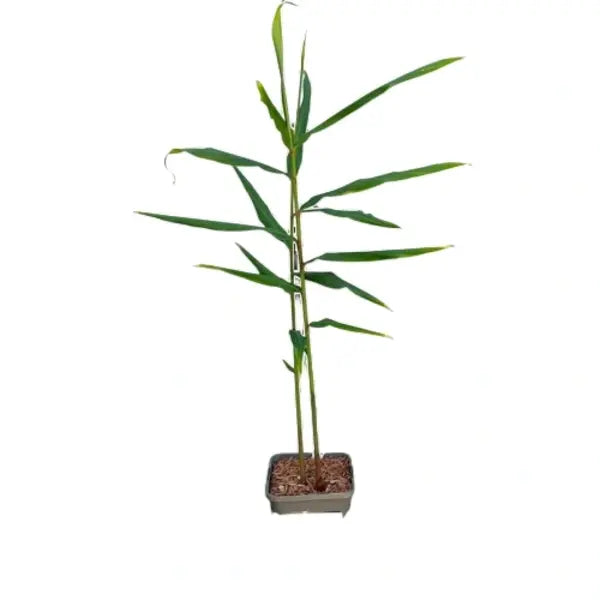 Hedychium coccineum 'Disney'