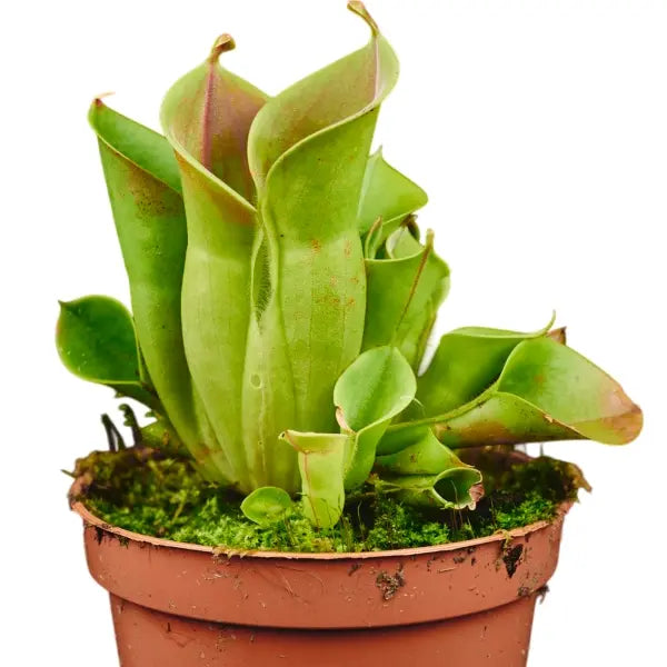 Heliamphora minor