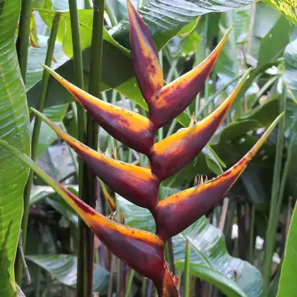 Heliconia bihai Chocolate