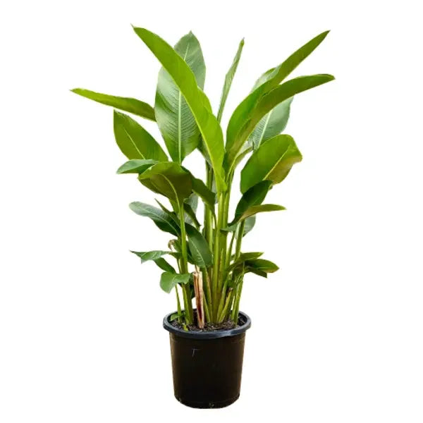 Heliconia regalis Barnum and Bailey