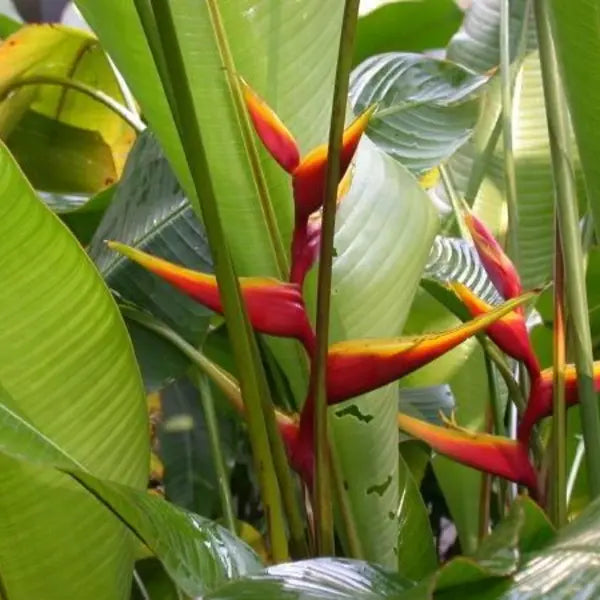 Heliconia bihai cv Banana Split