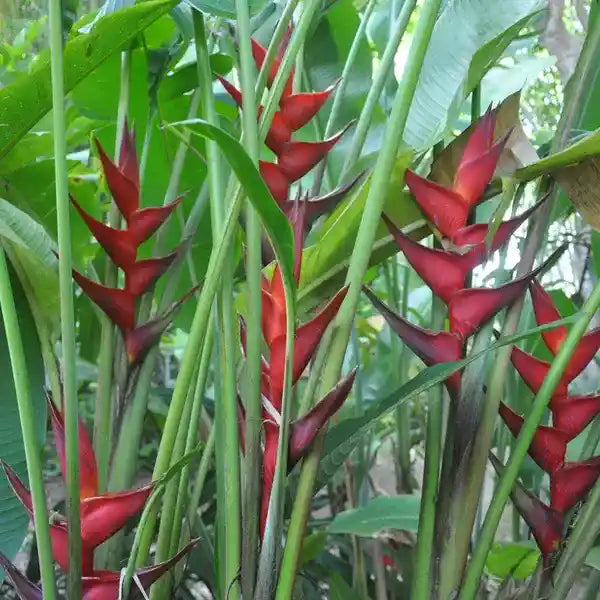 Heliconia Black Cherry