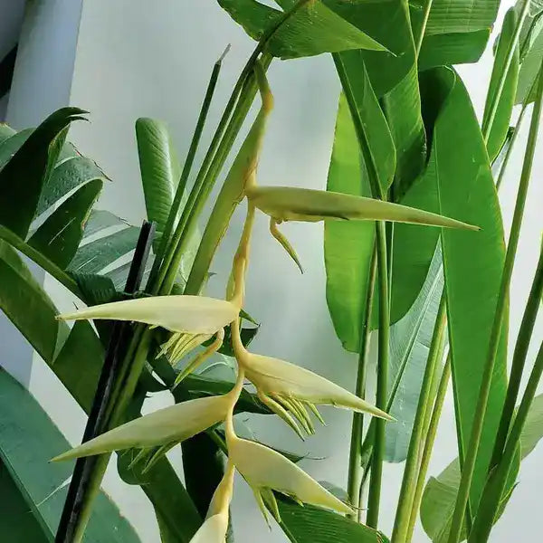 Heliconia Surinam Gold