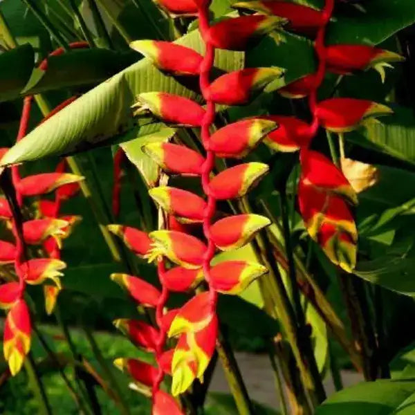 Heliconia Pendula