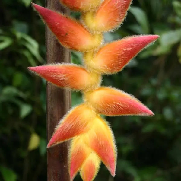 Heliconia regalis Barnum and Bailey