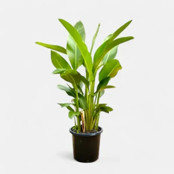 Heliconia Surinam Gold