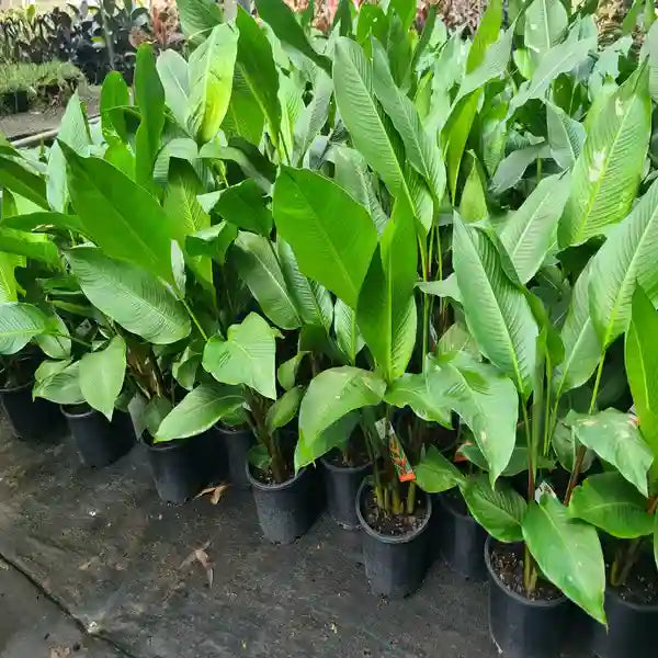 Heliconia bihai Chocolate