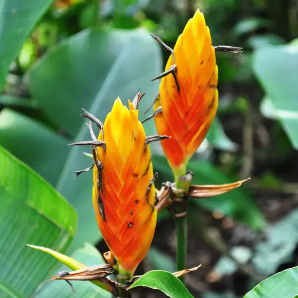 Heliconia Episcopalis