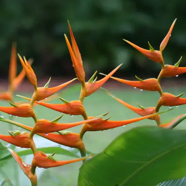 Heliconia Latispatha