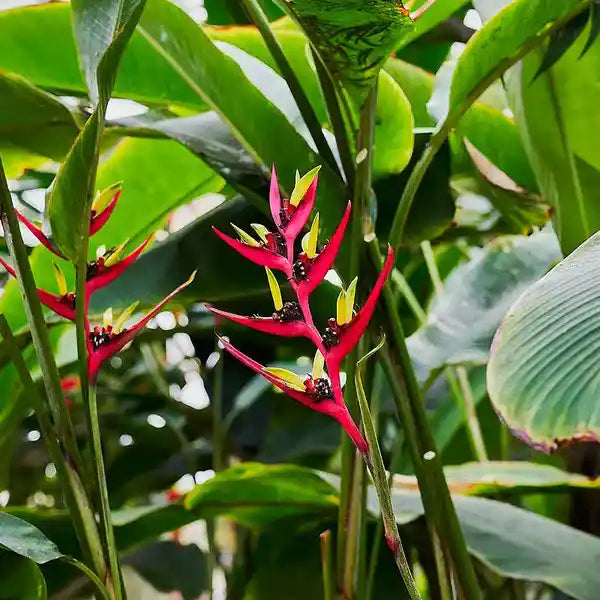Heliconia subulata