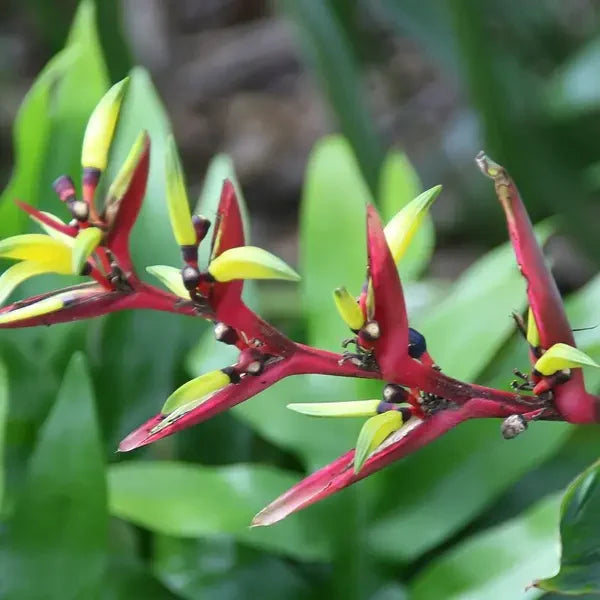 Heliconia subulata
