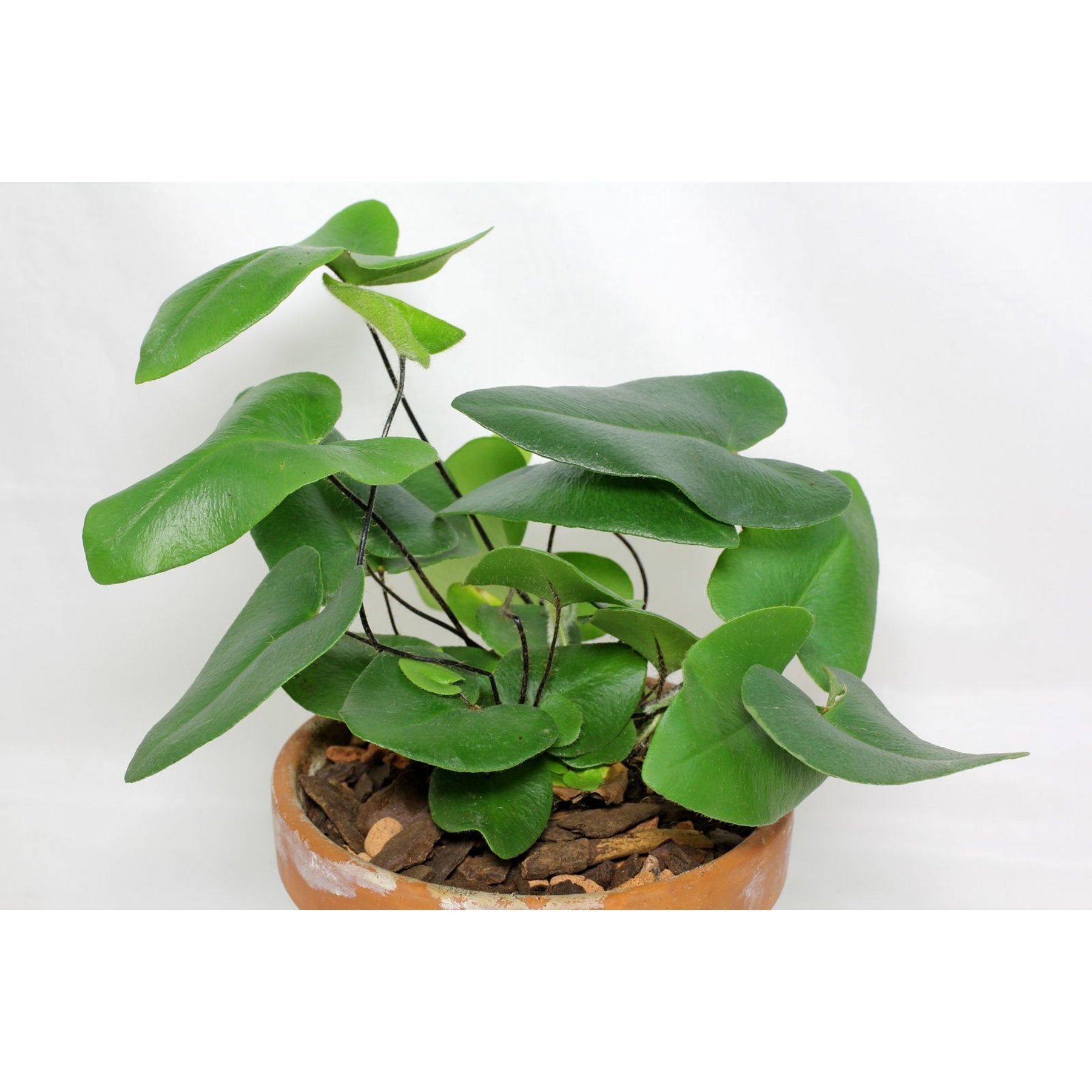 Heart Leaf Fern – Heart Leaf Fern with delicate heart-shaped foliage – Jiffy Sized