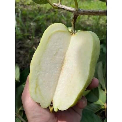 Seedless Guava Fruit Plant - Keyfarm Wayanad