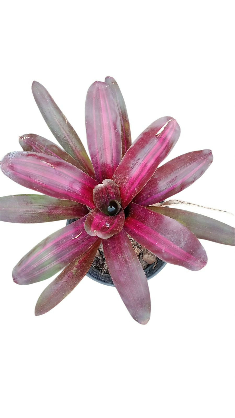 Bromeliad