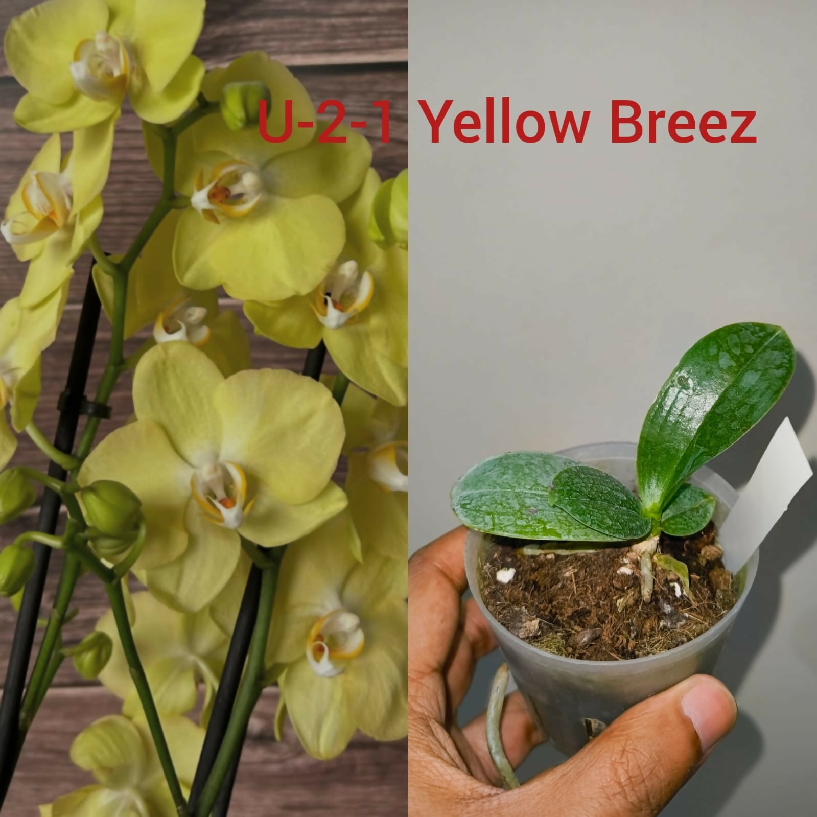 Phalenopsis-U-2-1 Yellow Breez