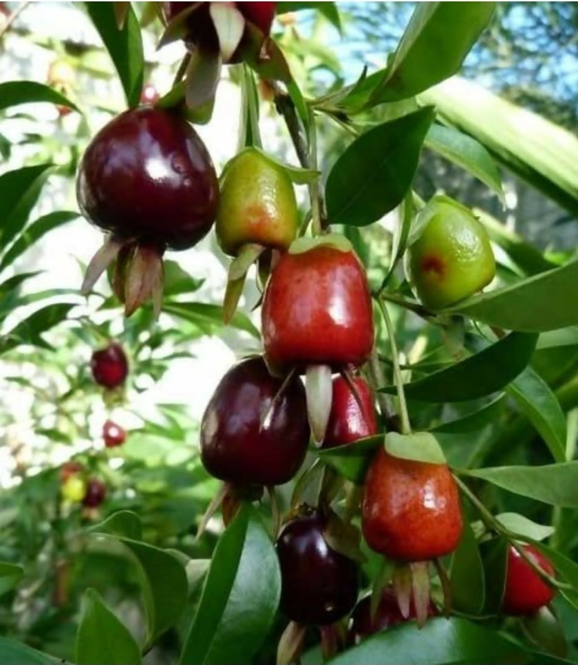 Cherry of Rio Grande – Live Grafted - Keyfarm Wayanad