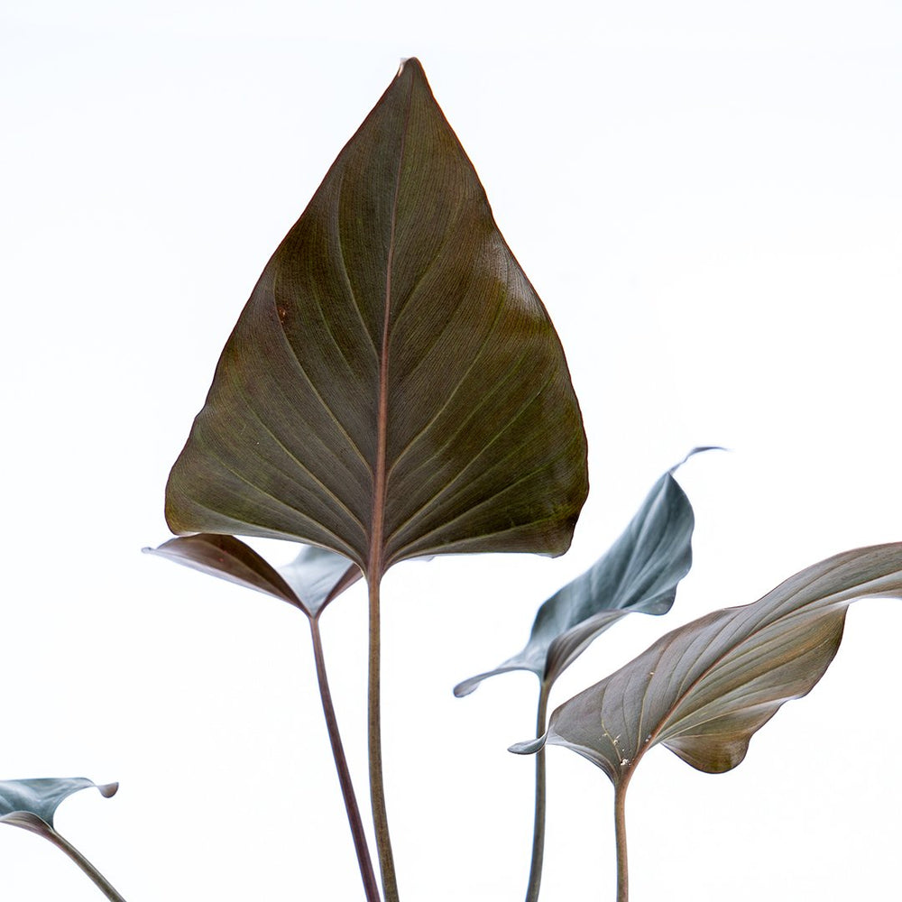 Black Homalomena Plant