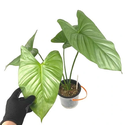 Homalomena Silver