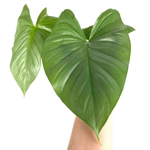 Homalomena Silver