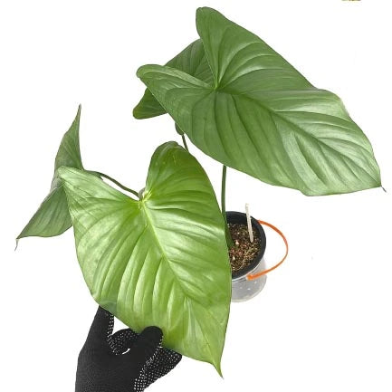 Homalomena Silver