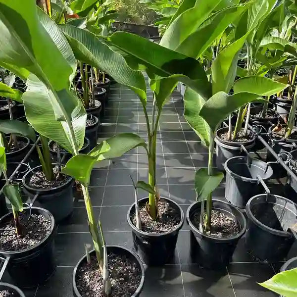 Heliconia Farinosa Rio